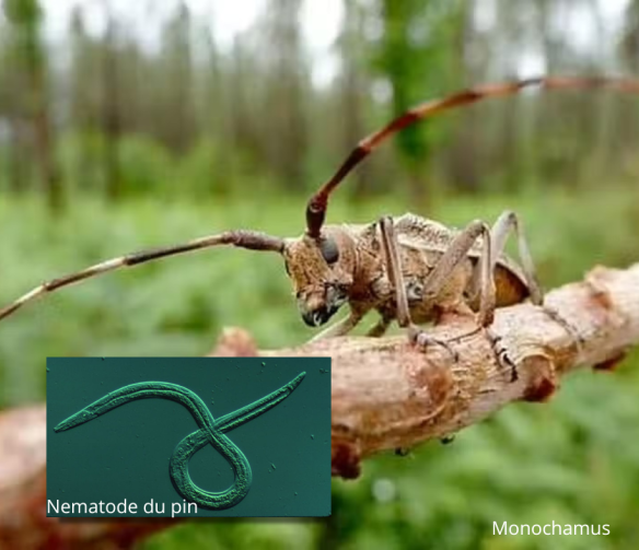 Nematode et Monochamus