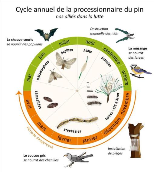 cycle-chenille-processionnaire.jpg