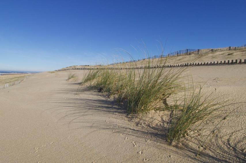 Plantation d'oyats sur la dune