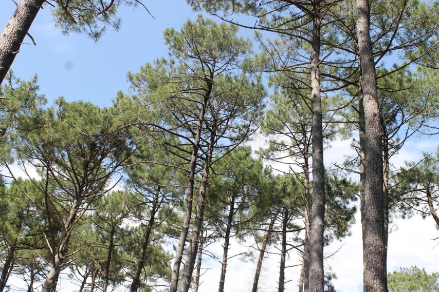 Gestion forestière