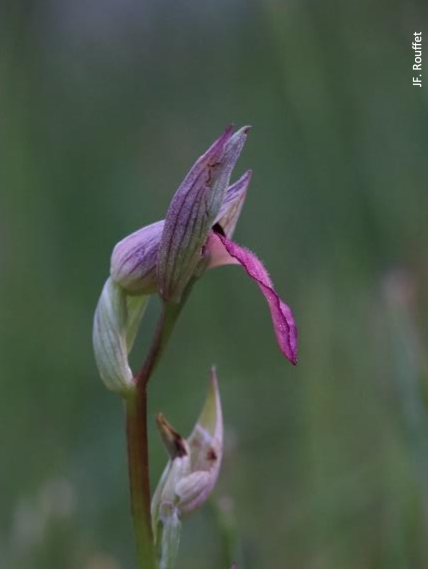 Orchidée
