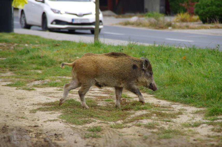 Battues de chasse Seignosse sanglier
