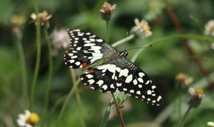 biodiversité