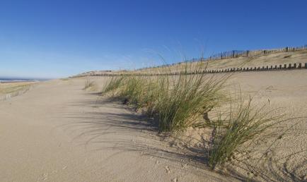 Plantation d'oyats sur la dune