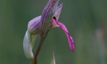 Orchidée